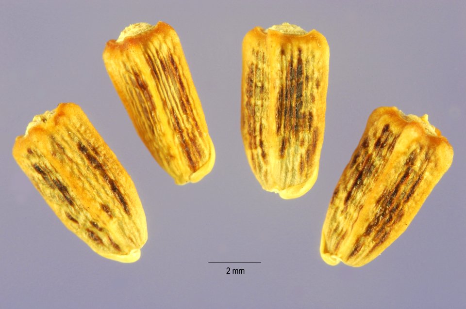 Onopordum illyricum USDA-001