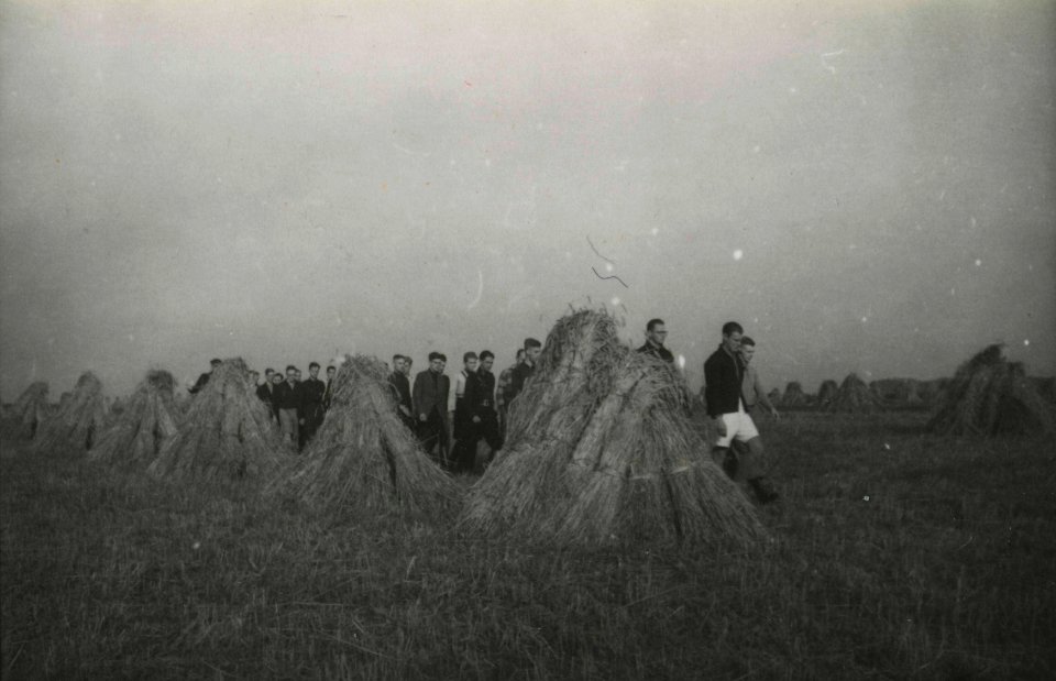 Oogsthulp in Tynaarlo - Fotodienst der NSB - NIOD - 211472