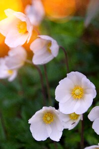 Garden leaf plants petal photo