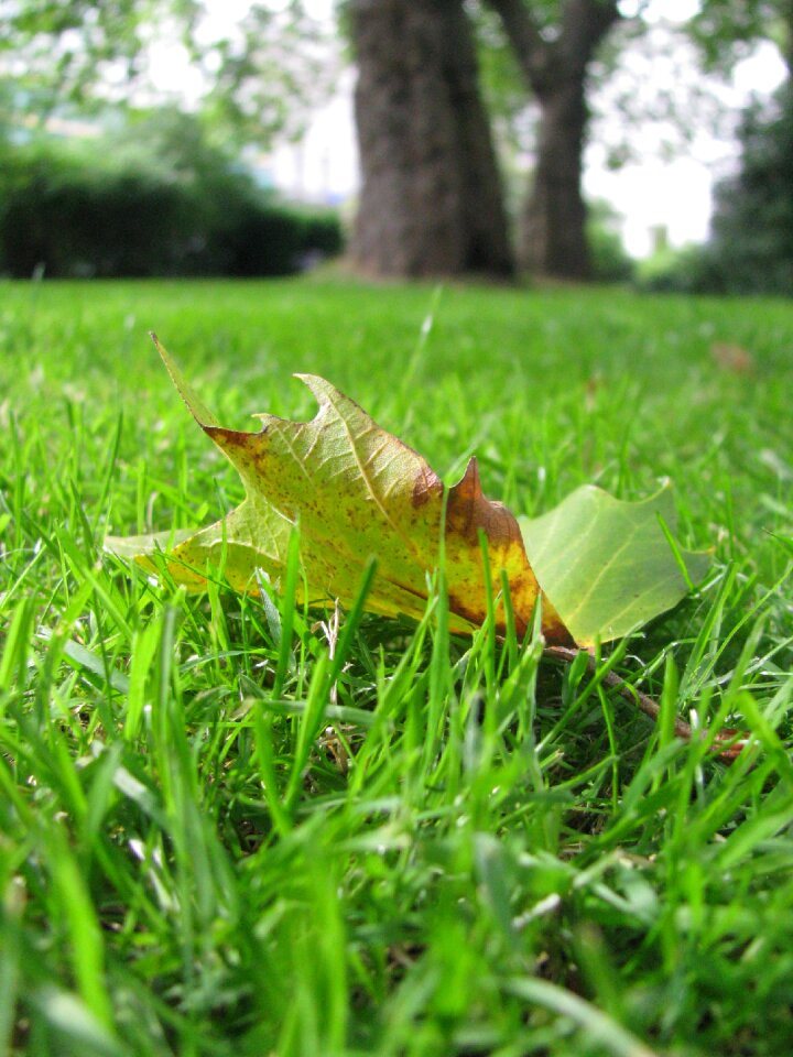 Summer environment green