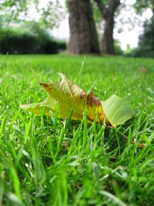 Summer environment green