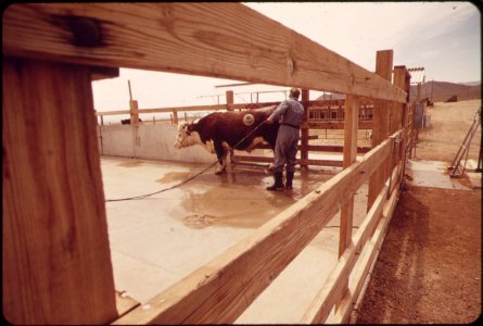 On-experimental-farm-operated-by-epas-las-vegas-national-research-center-big-sam-steer-with-see-through-hole-in-his-hide-may-1972 7136559211 o