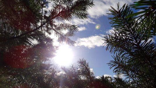Pine outdoors season