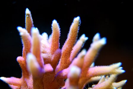 Underwater marine tropical photo