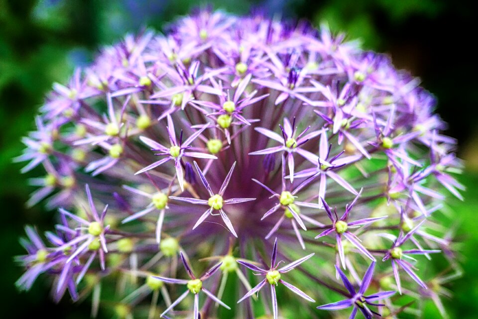 Garden summer flowers