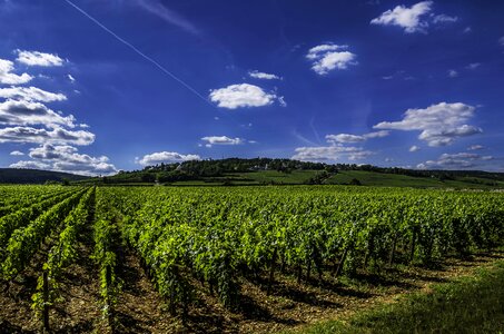 Blue burgundy nature