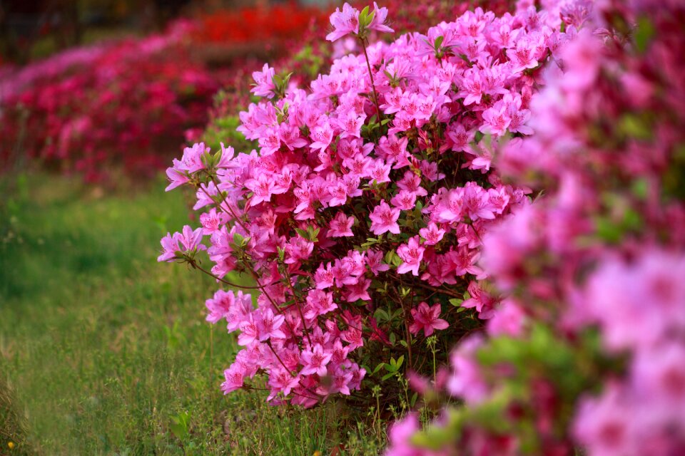 Plants outdoors azaleas flower