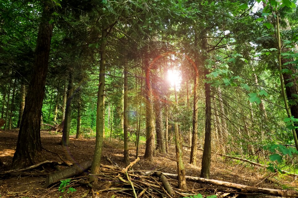 Landscape forests old tree