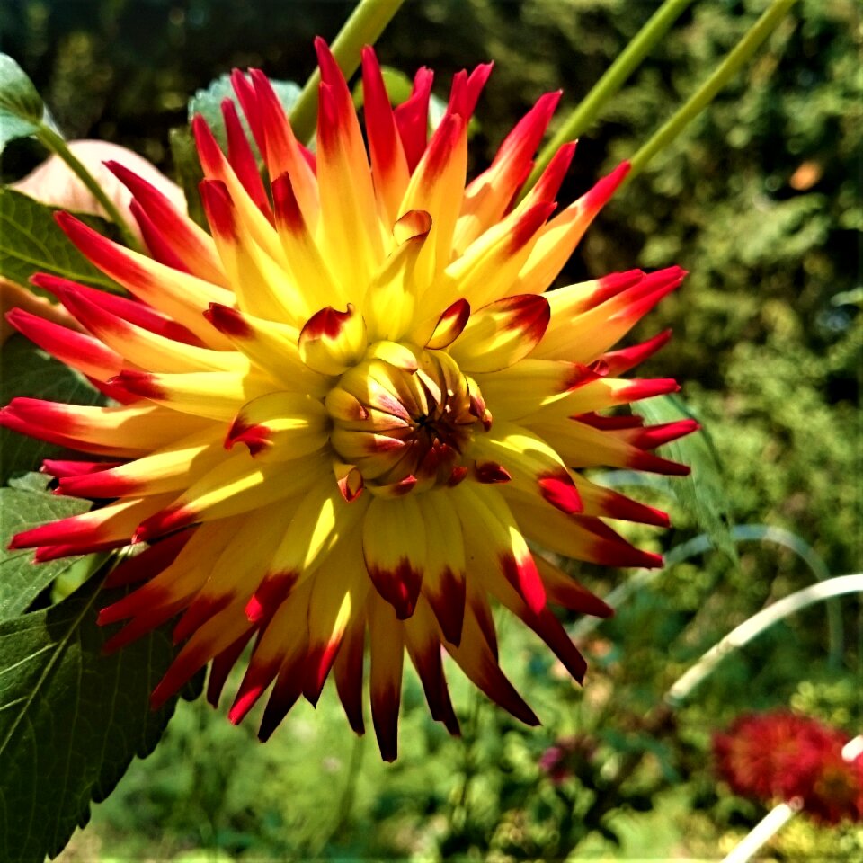 Cactus dahlia colorful vibrant