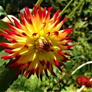 Cactus dahlia colorful vibrant