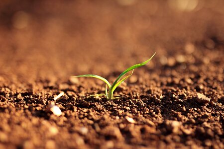 Soil plant green