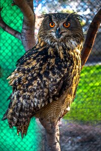 Night owl bird animal