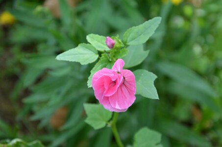 Green leaves garden nature photo