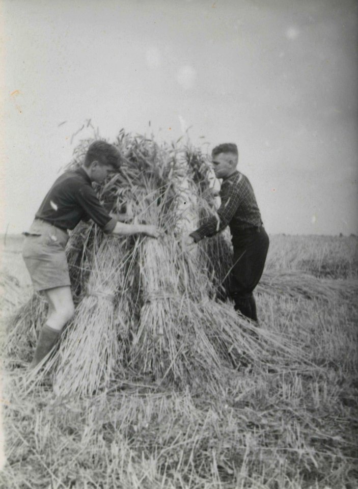Oogsthulp in Tynaarlo - Fotodienst der NSB - NIOD - 211455
