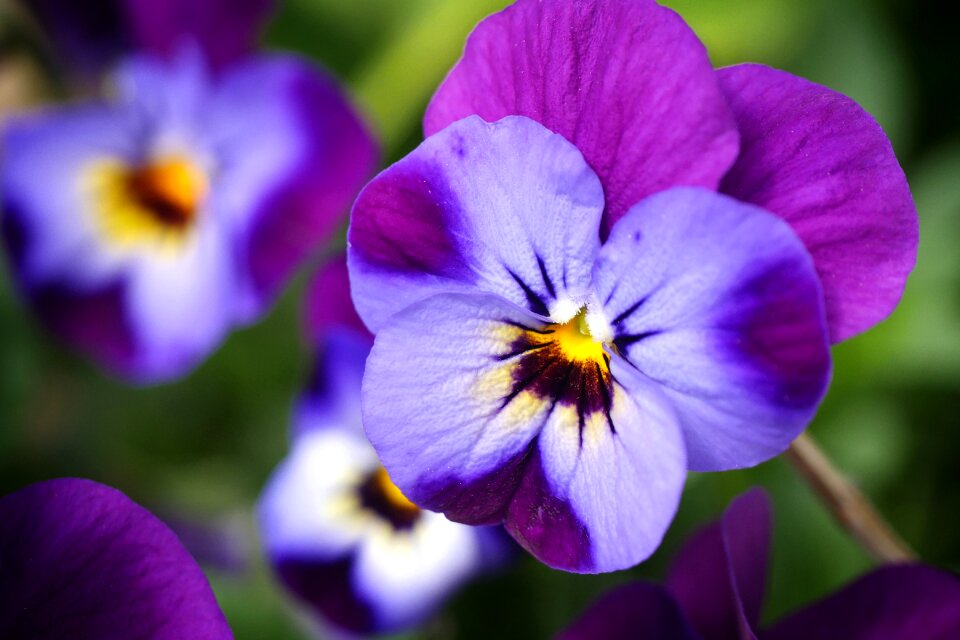 Plant garden summer