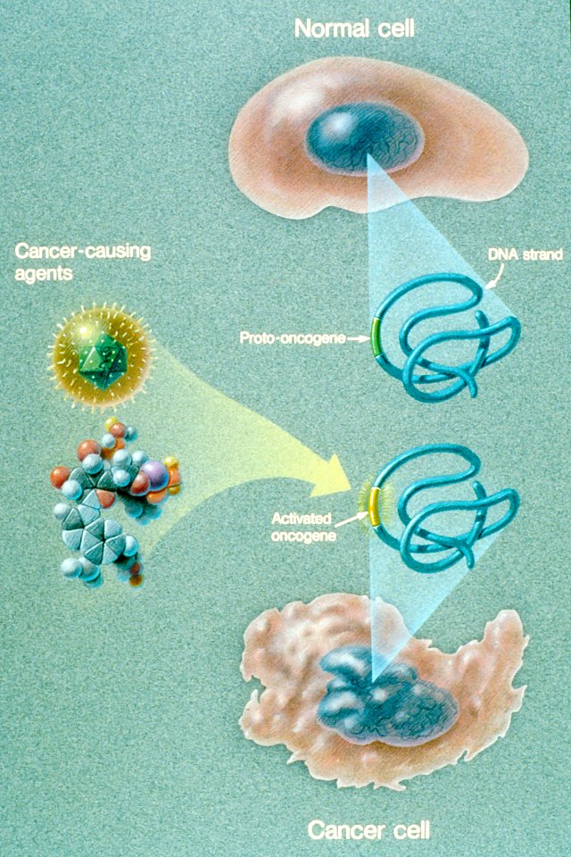 Oncogene activation illustration