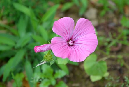 Color pink petals garden photo