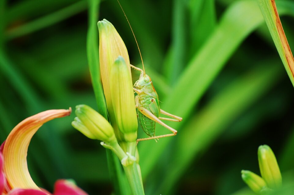 Meadow creature beautiful