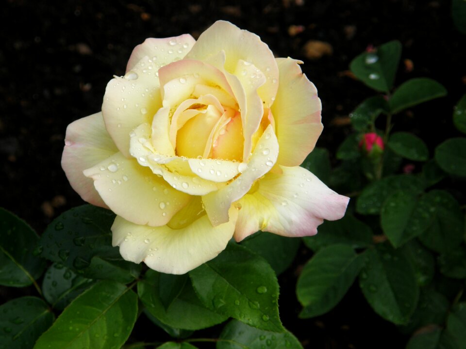 Floribunda yellow-pink raindrop