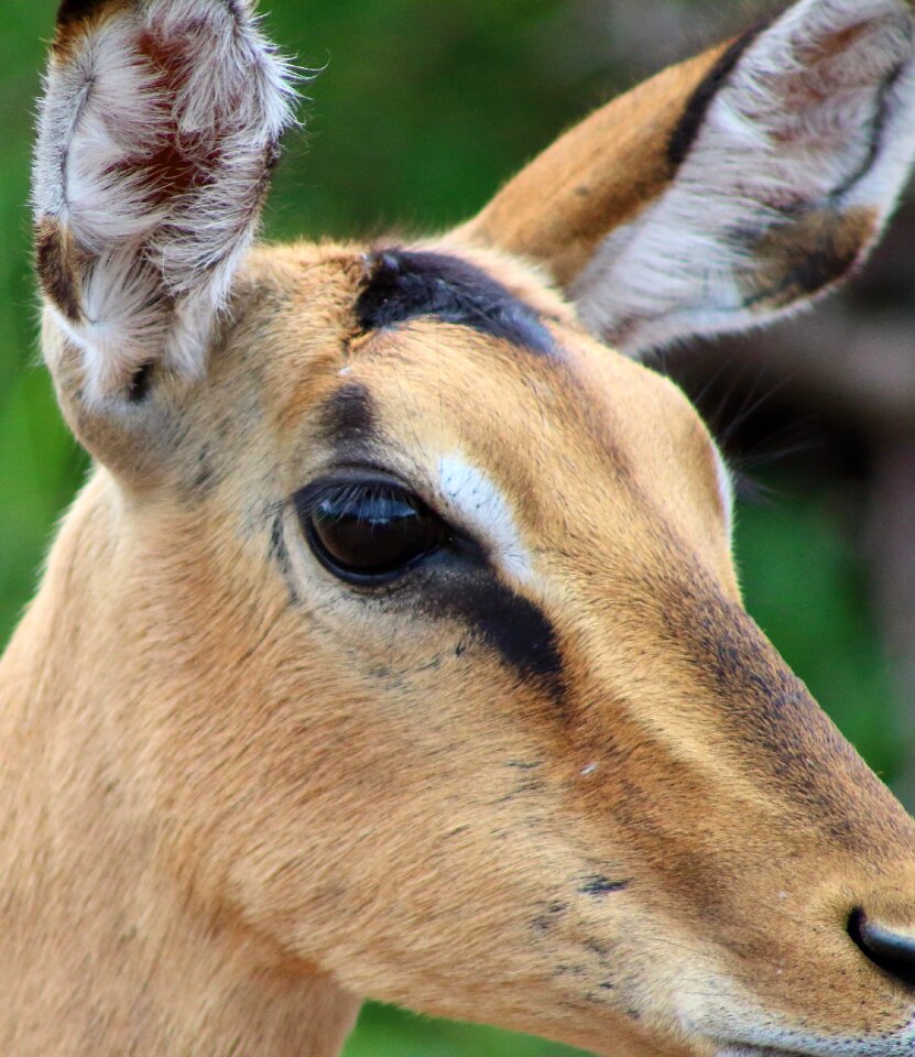 Impala antelope buck