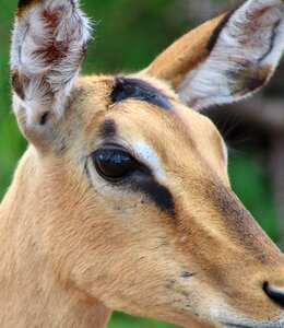 Impala antelope buck