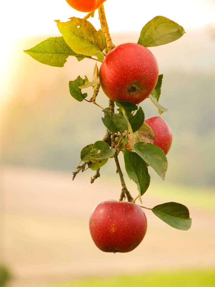 Apple apple tree branch