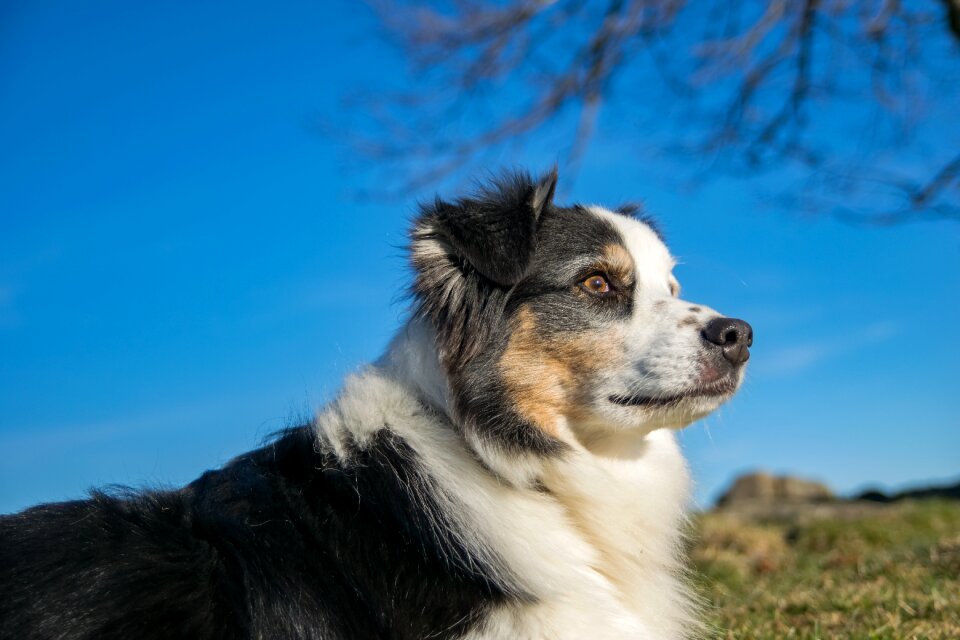 Australian shepherd animal domestic photo