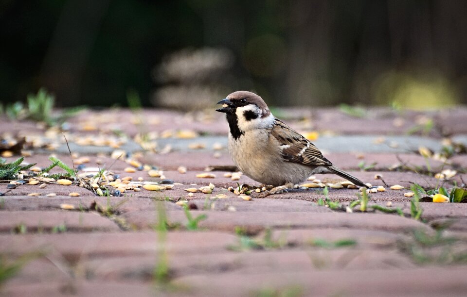 Grain birds nature