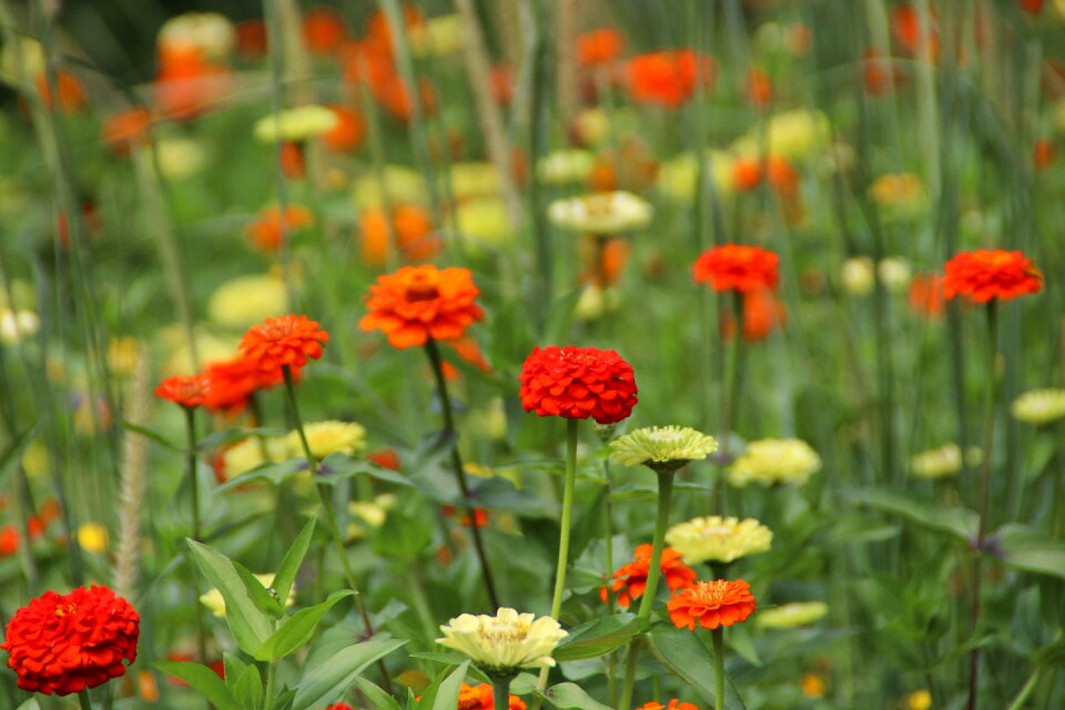 Summer season field