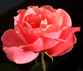 Pink rose pretty flower flower