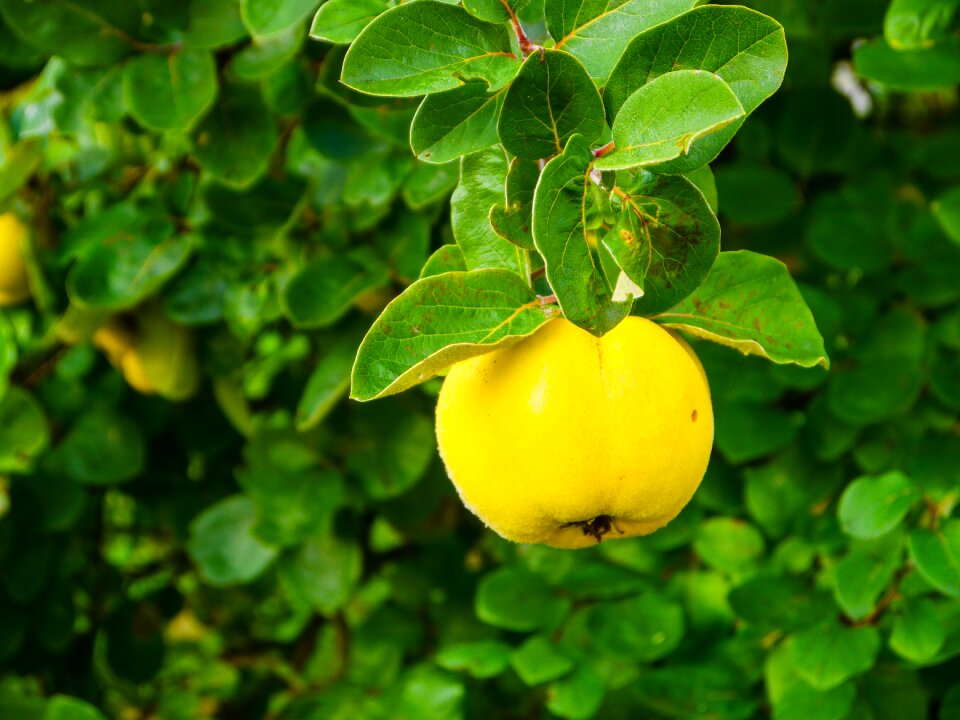 Quince quittenbaum branch