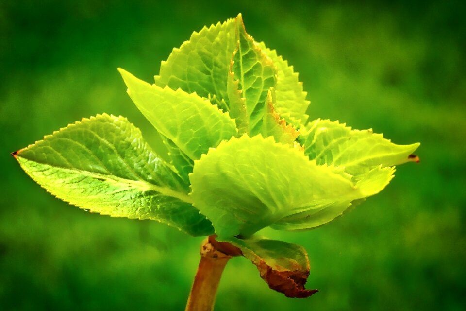 Growth summer hotensia