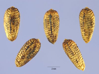 Onopordum acanthium - USDA -004