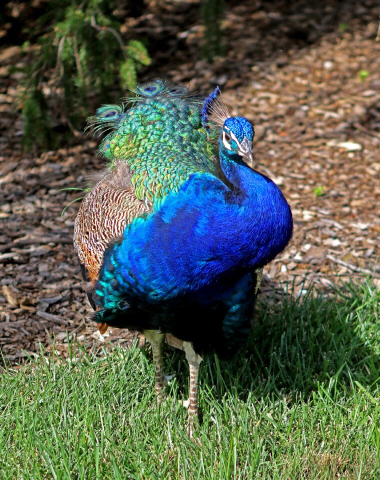 Male nature bird