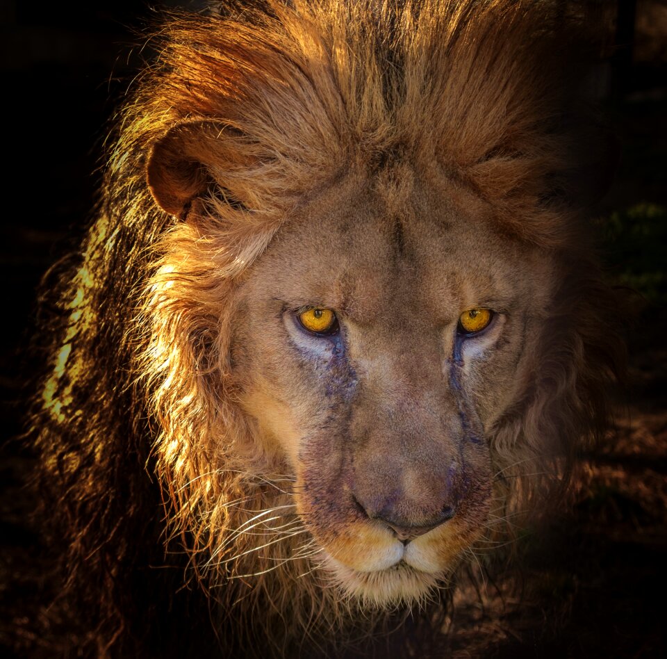 Wild africa predator