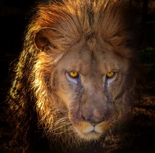 Wild africa predator photo