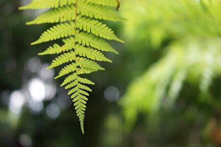 Foliage tropical wild
