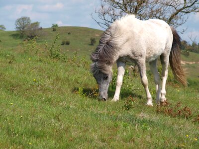 Horse mols mountains