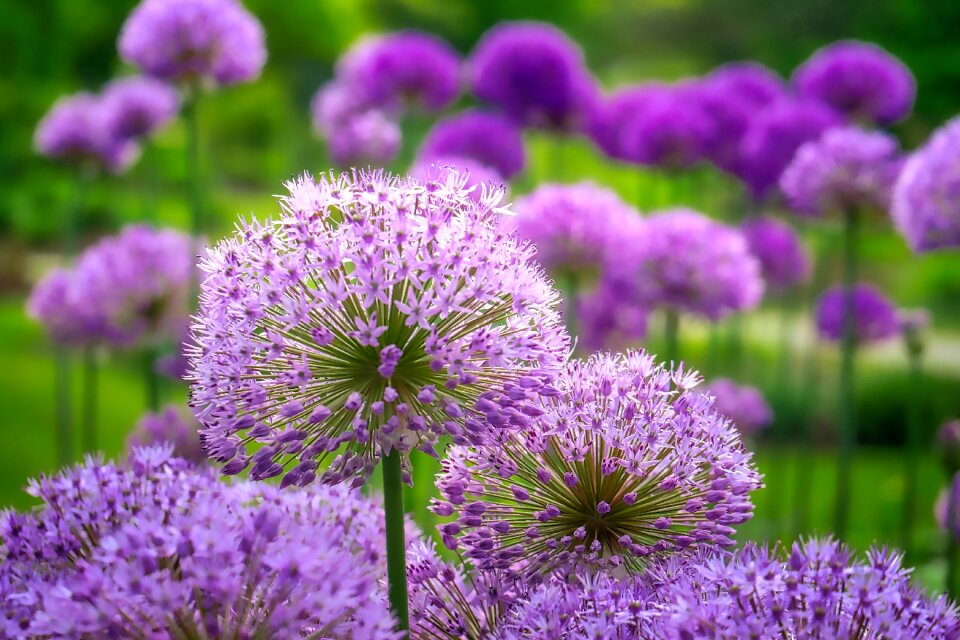 Garden summer flowers photo