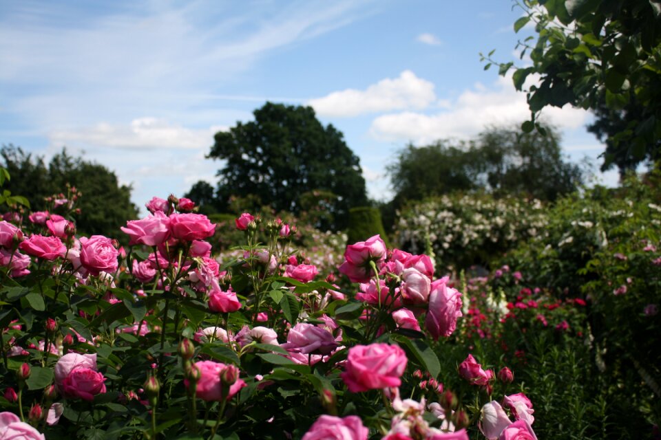 Floral summer nature
