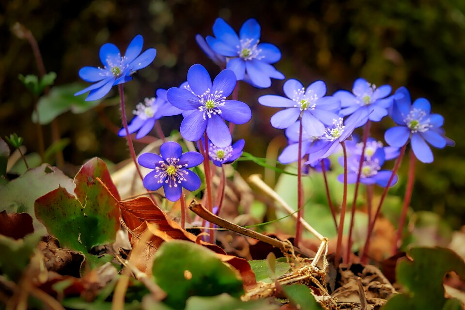 Summer flowers floral