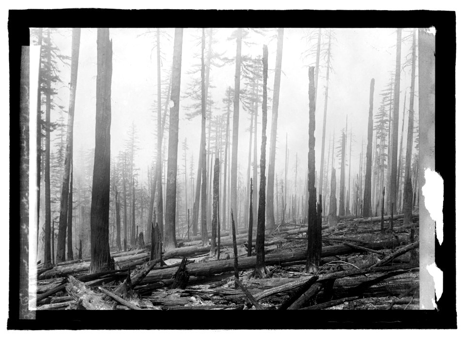 Oregon National Forest. Effect of fire on an old b(...) LCCN2016821640