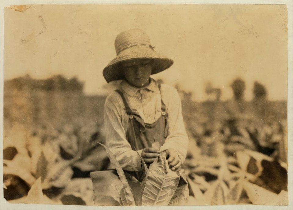 Ora Fugate, 10 years old worming tobacco. They said they do not worm in middle of day when hot, but work right through when 'suckering.' See 4400. LOC nclc.00450