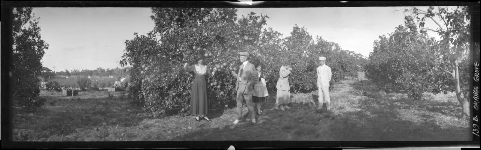Orange grove, Florida, grandmother eats an orange LCCN2017656436