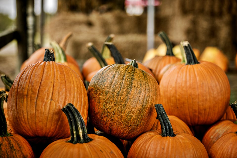 Organic pumpkins from Peebles Farm in Augusta, Arkansas