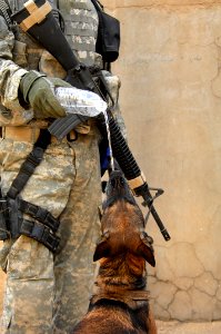 Operation Iraqi Freedom DVIDS118645