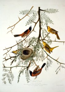 Orchard oriole (-42) LCCN2002718915