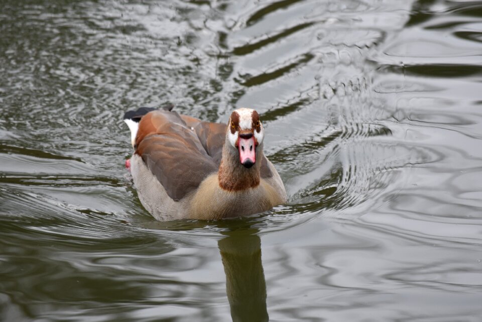 Body of water wild life lake