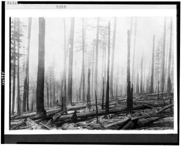 Oregon National Forest. Effect of fire on an old burn. Before fire there was a dense cover of green brush. Previous fire was about ten years before LCCN90715925