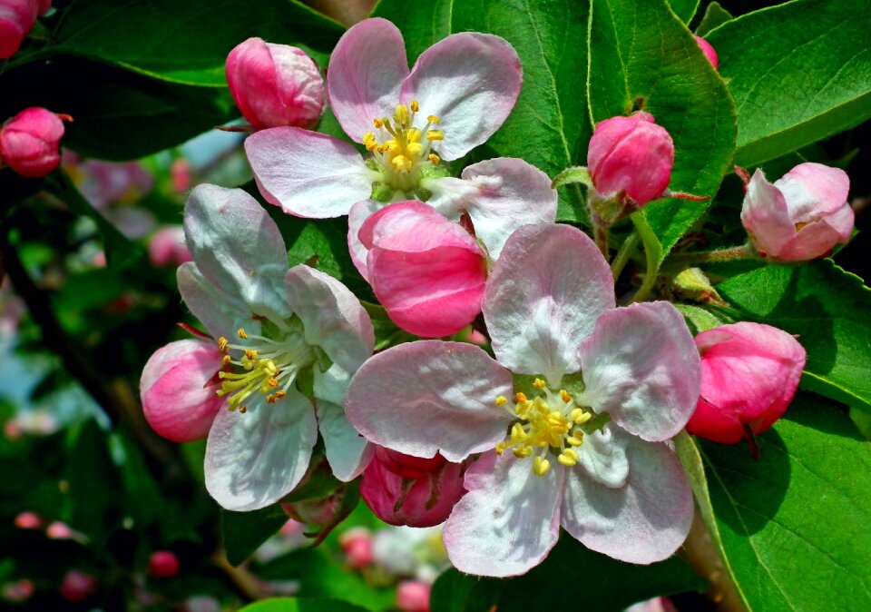 Garden branch tree